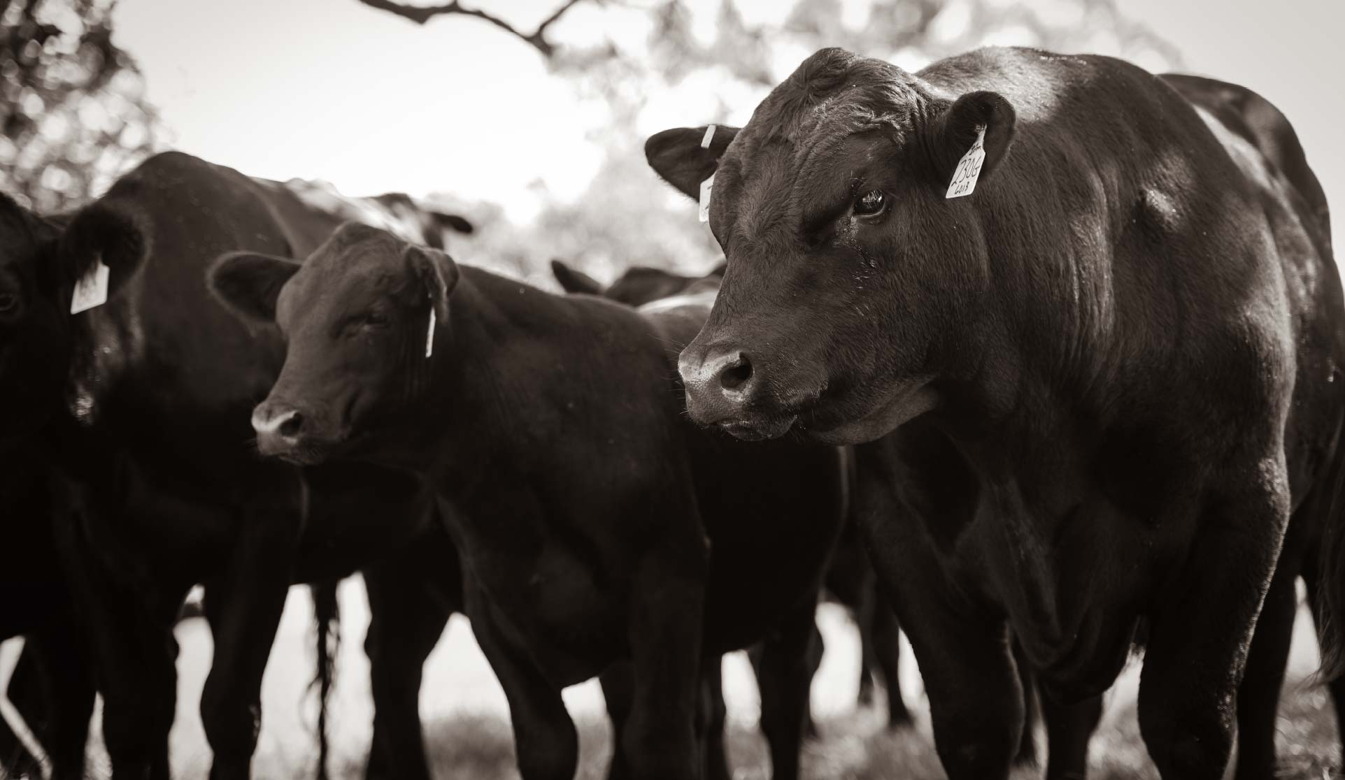 Close up black and white photo of a cow and calf