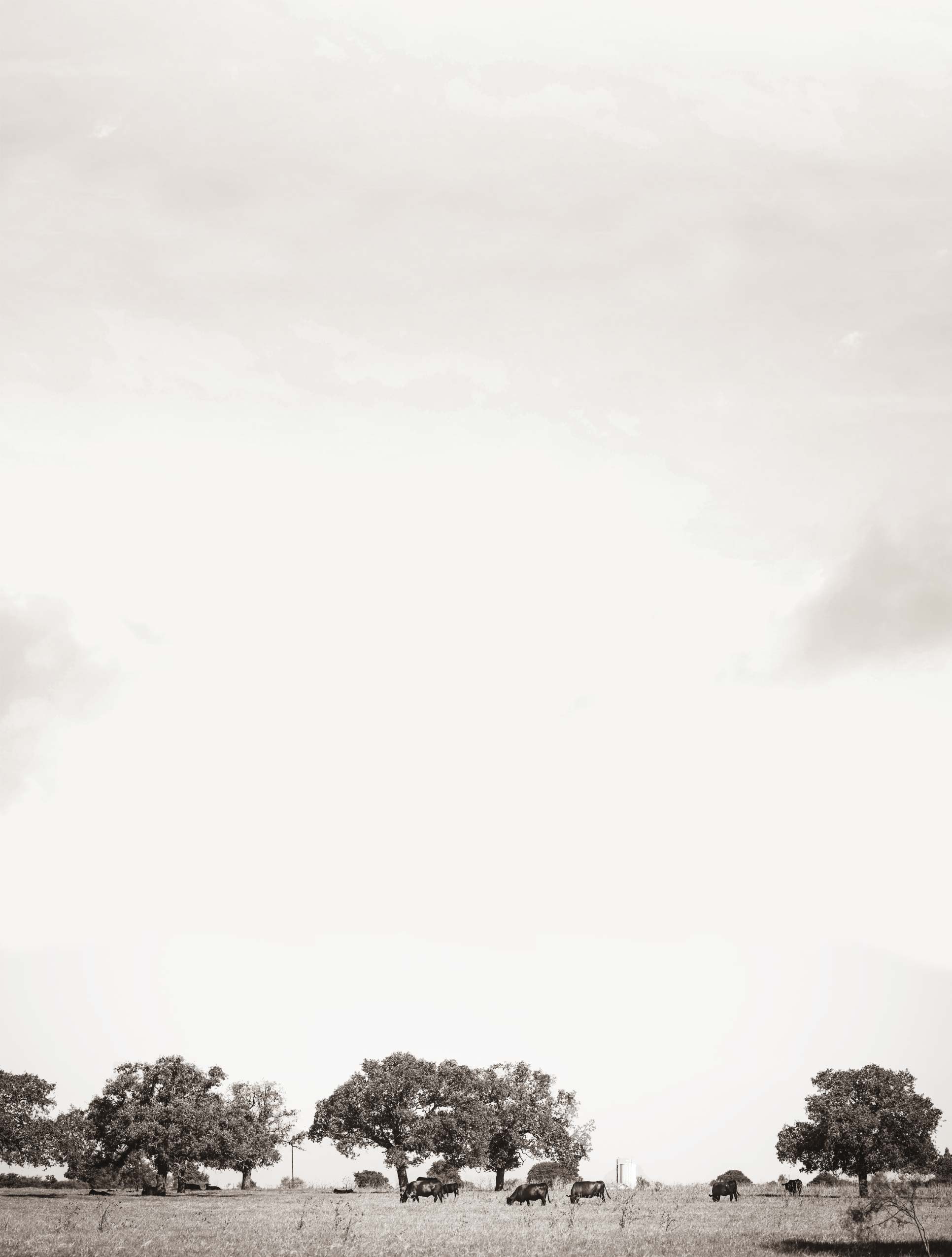 Cows grazing in a field