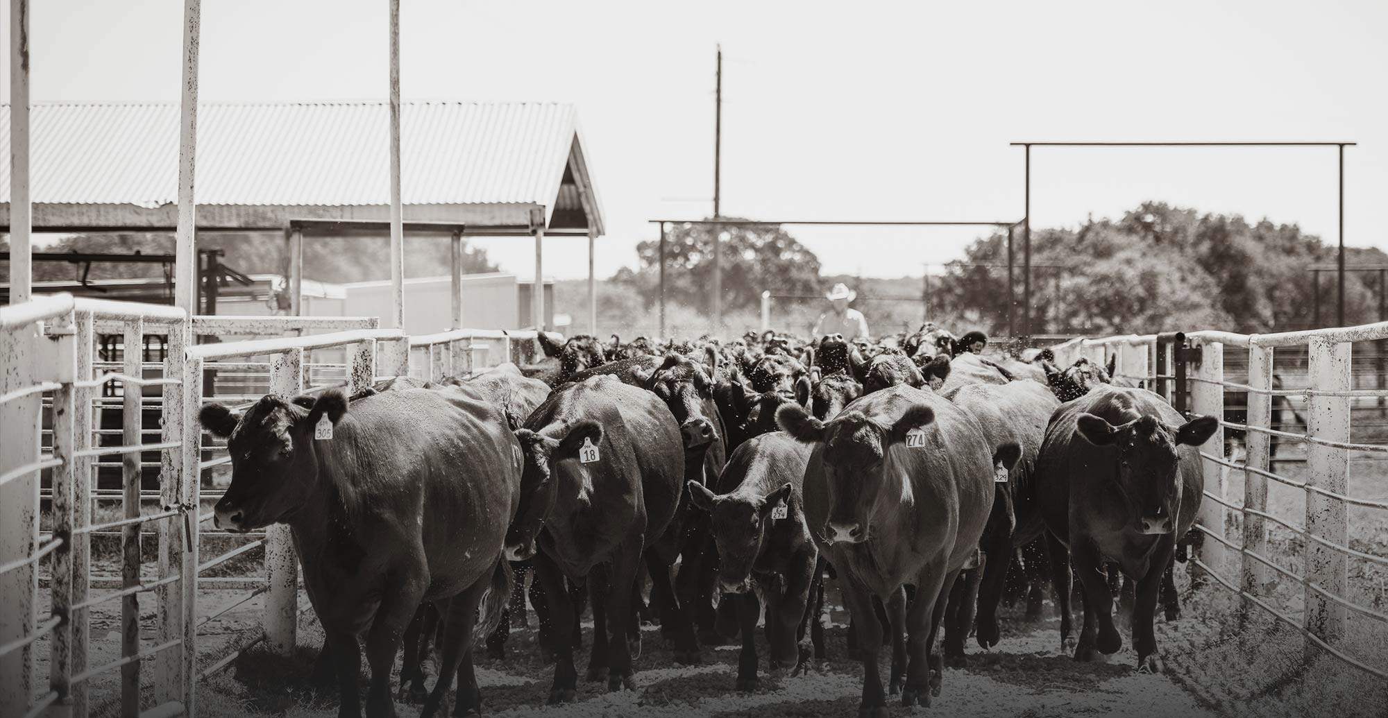 Herding Cows in a Pen