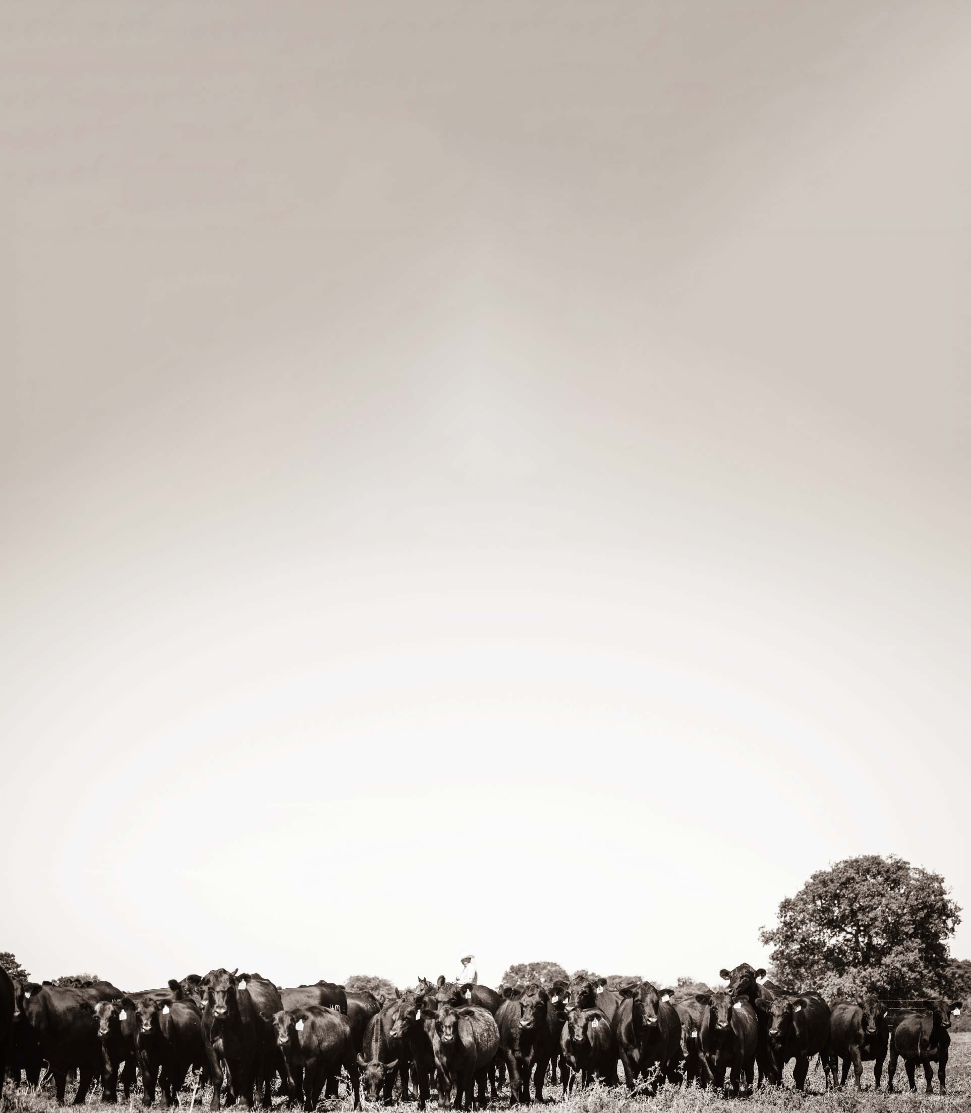 Cows grouped together in a field